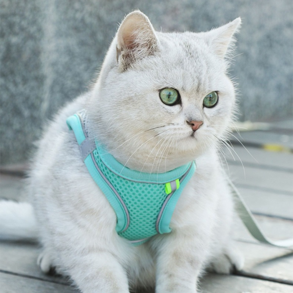 MeowStrap™ - Laufen Sie Stilvoll Und Bequem Mit Ihrer Geliebten Katze