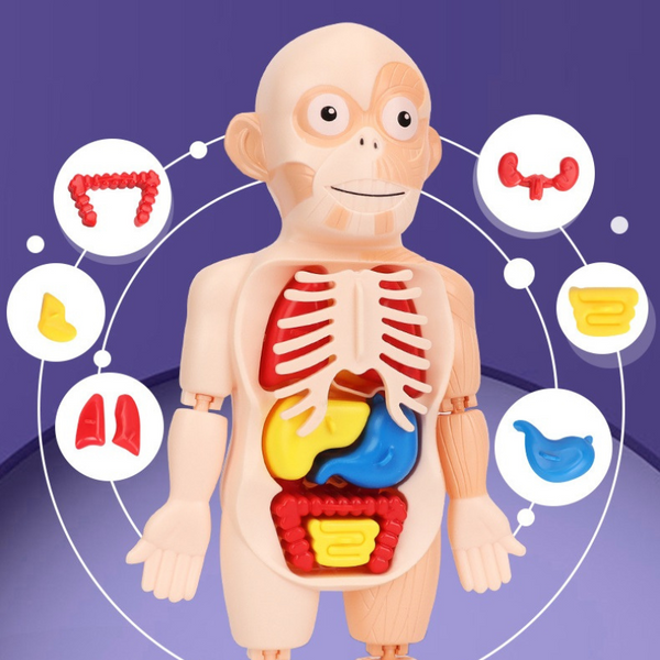 HumanBody™ - Bringen Sie Ihrem Kind mehr über den menschlichen Körper bei!