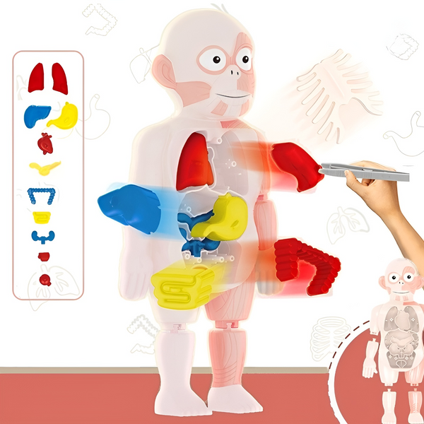 HumanBody™ - Bringen Sie Ihrem Kind mehr über den menschlichen Körper bei!
